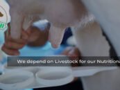 Krimanshi: Nutrition Rich Feed for animals is absolutely guaranteed