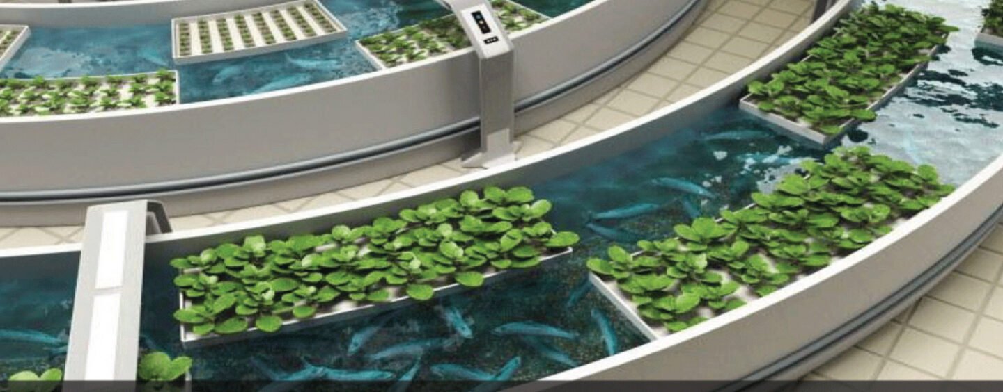 Aquaponics – Improving Organic Farming and Making it More Sustainable