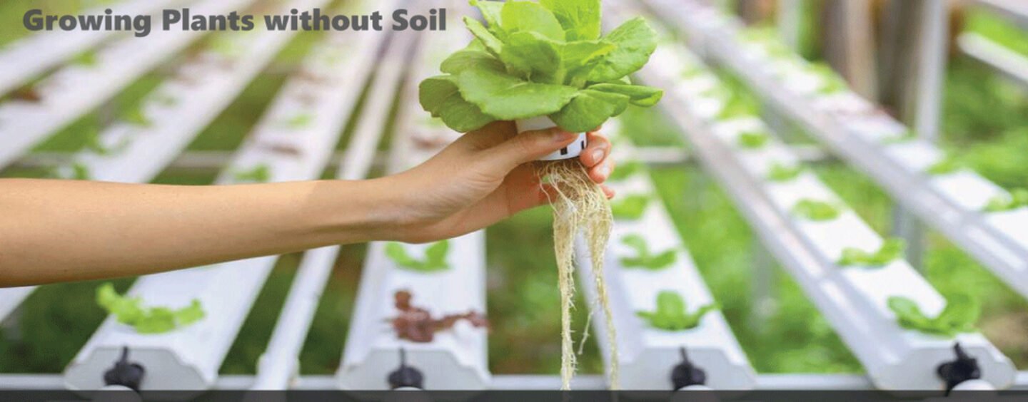 Hydroponics is a good substitute to Soil Based Farming