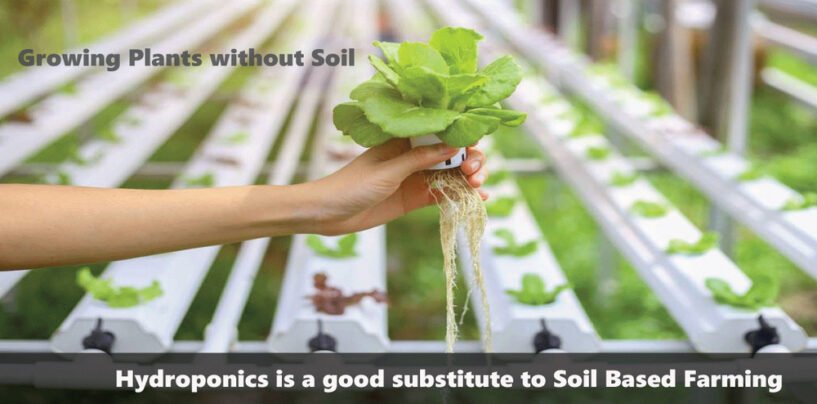 Hydroponics is a good substitute to Soil Based Farming