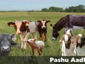 India’s Pashu AADHAR exercise to cover its entire livestock population