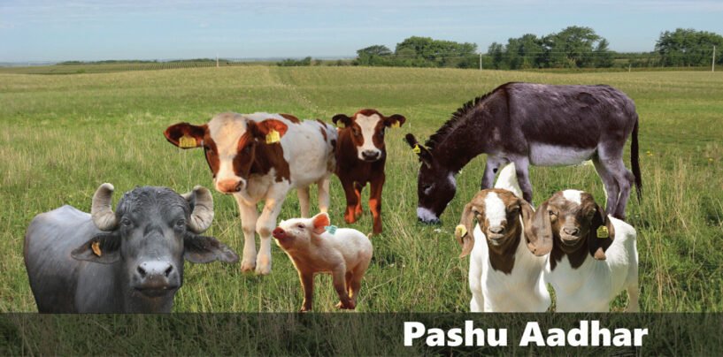 India’s Pashu AADHAR exercise to cover its entire livestock population