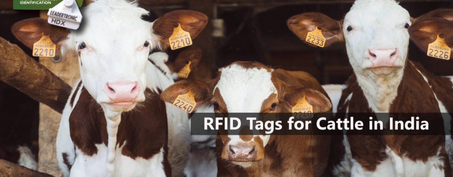 RFID Tags: Welcoming Cattle to the Technology Club