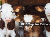 RFID Tags: Welcoming Cattle to the Technology Club