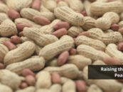 AGROCROP: Raising the bar for the Peanut Industry