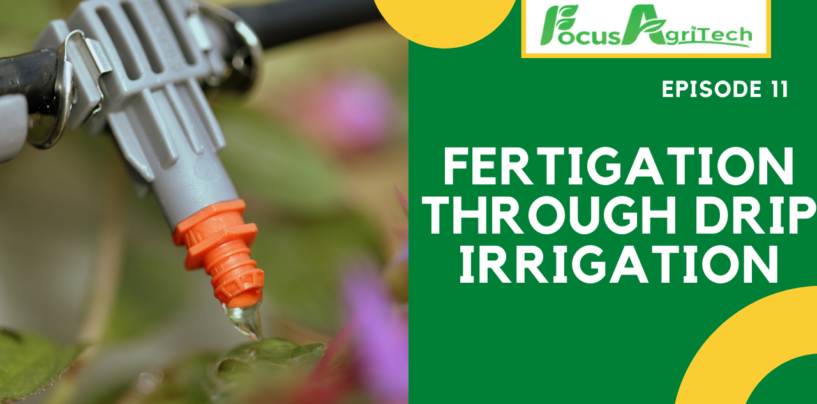 Fertigation through drip irrigation || Episode 11, 2021